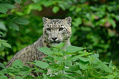 《黎明杀机》将添加艾伦韦克作为可玩角色