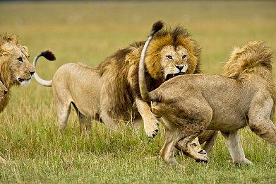 评级信息显示：《忍者神龟：施莱德的复仇》将推出原生PS5版